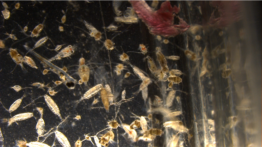 2º Painel - Os cavalos marinhos e os impactos que circundam a Ria Formosa