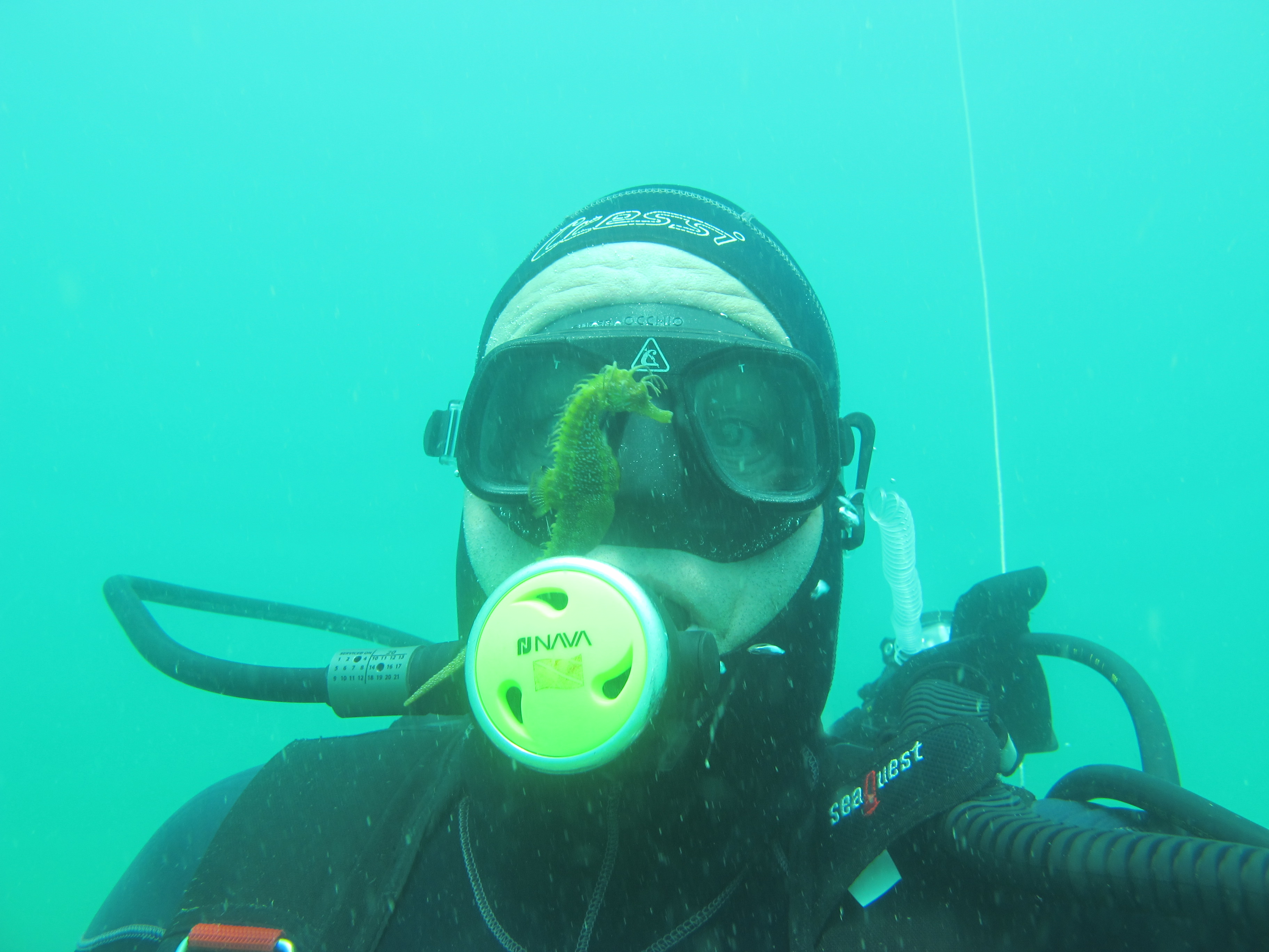 1º Painel - Os cavalos marinhos e a investigação