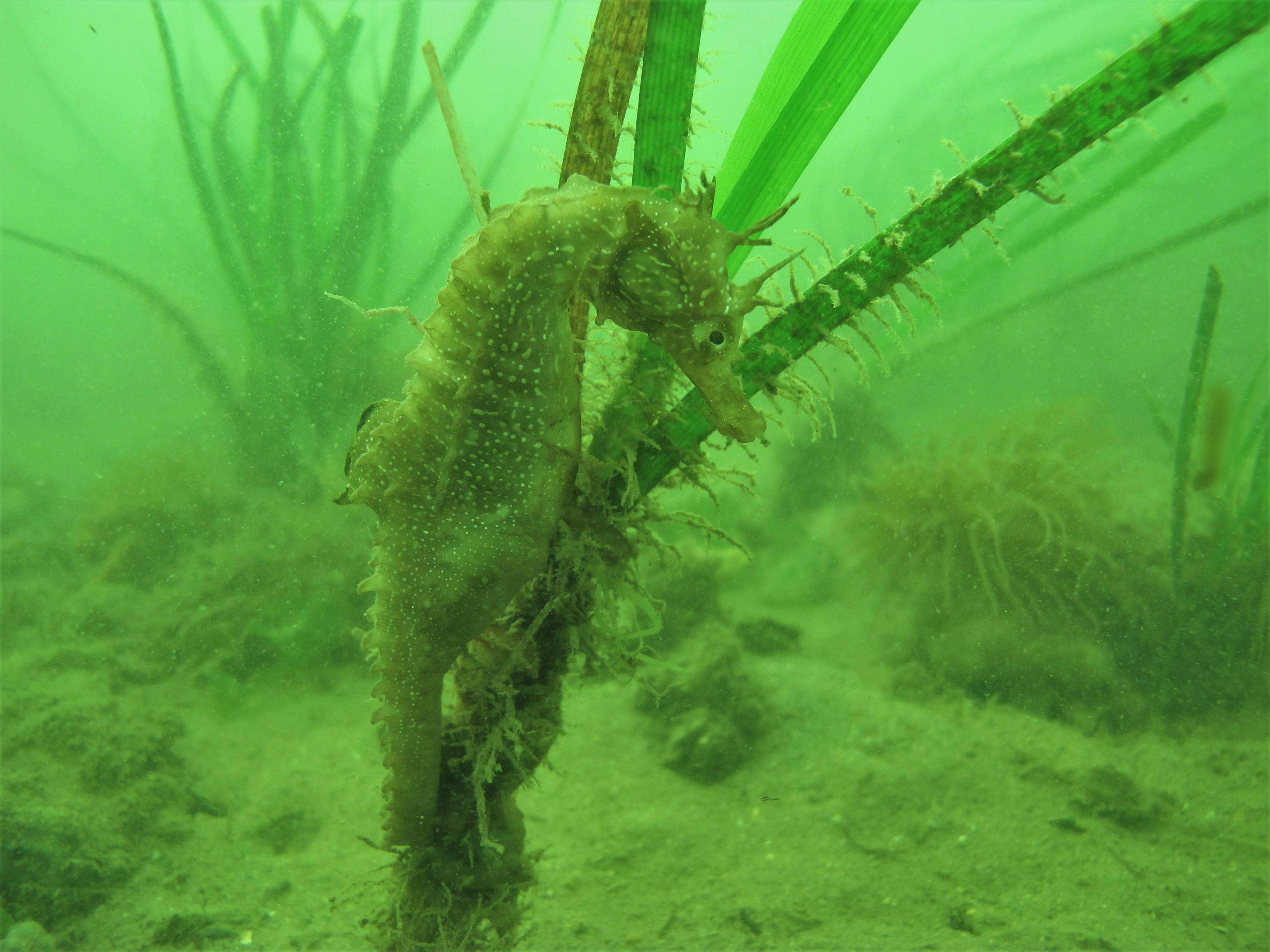 3º Painel - Os cavalos marinhos e as pradarias da Ria Formosa