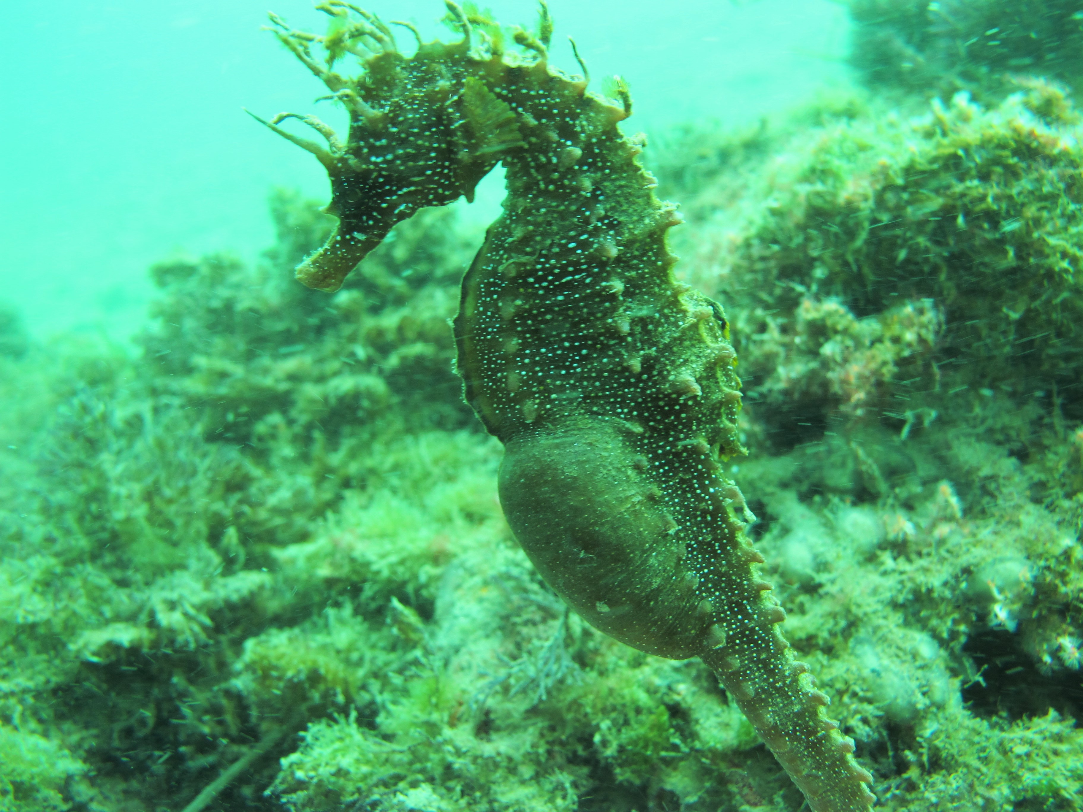4º Painel - Os cavalos marinhos e a biologia e ecologia