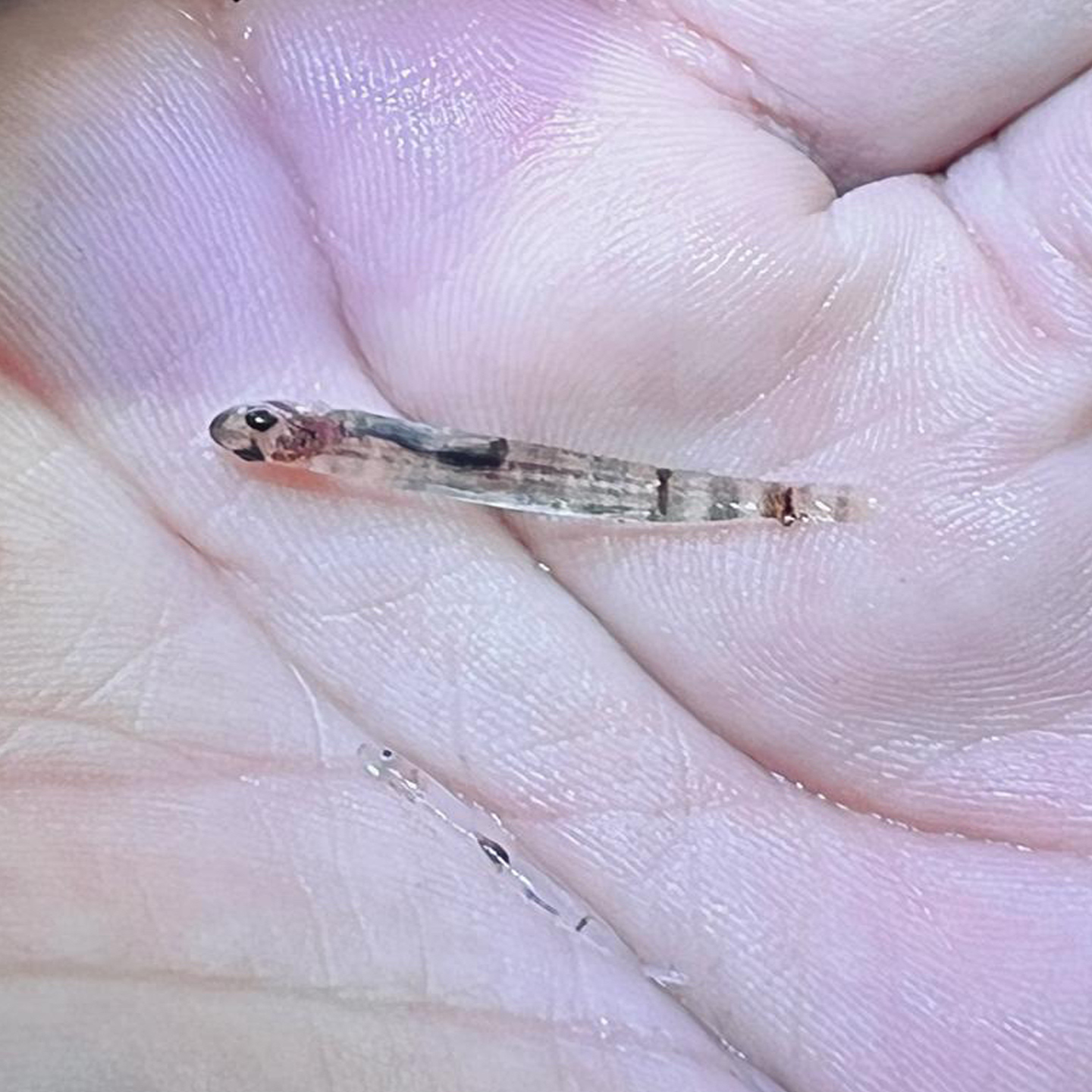 1º curso de mergulho livre científico